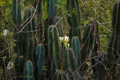 Cereus peruvianus